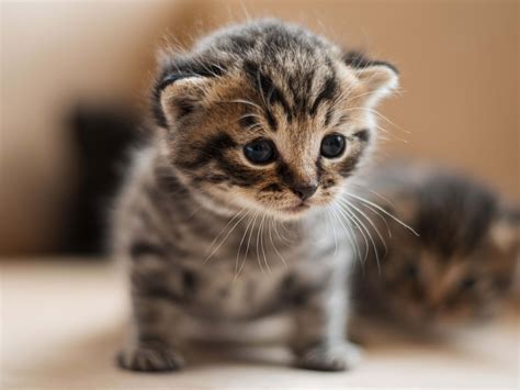 cutest cat   world  cute killer cat  deadliest cat