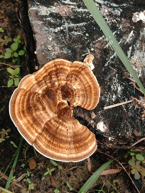 how to cook turkey tail mushroom