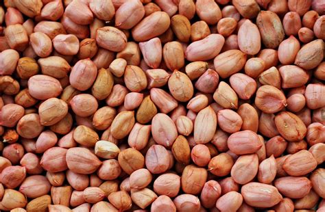 groundnut medicinal   tayla bugnion blog
