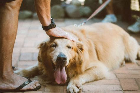 How To Train Your Dog To Use A Treadmill: A Step-by-Step Guide - Pet