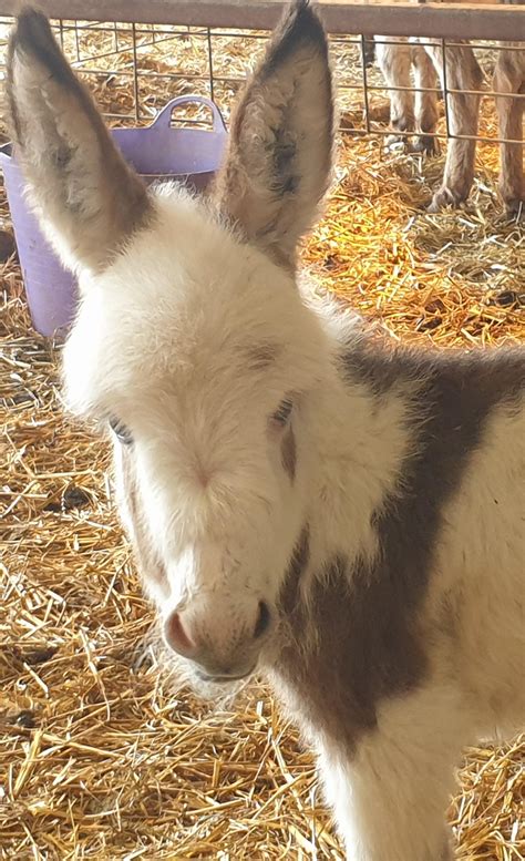 Miniature Donkeys for sale UK | Miller's Ark Animals miniature donkeys