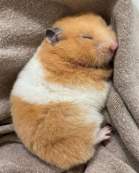 🐹hamster🐹 hat etwas auf Instagram gepostet: „Good night 🌙💤 ...