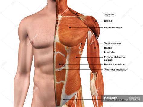 Diagram Of The Male Chest Muscles