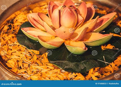 beautiful lotus flower  bowl  petals  plants  fresh water