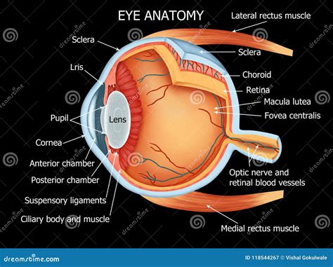 gesamte details der menschliches augen anatomie stock abbildung