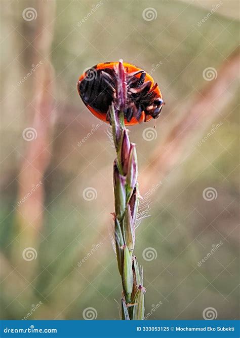 Coccinella Transversalis Or Transverse Lady Beetle Against Green