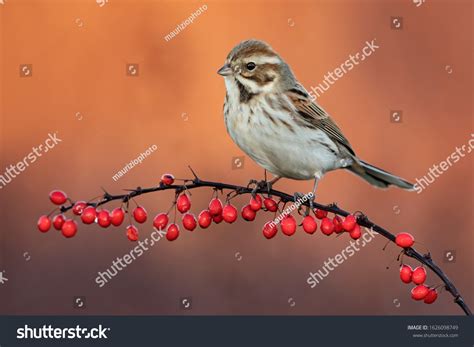 bunting pic images stock  vectors shutterstock