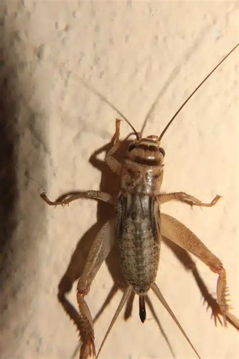 Can Crickets Fly? Cricket Types & Effective Control Methods