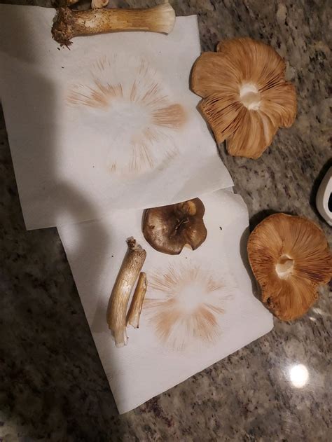 Needs ID. Growing on a leaf mulch pile. South Eastern New jersey, pine