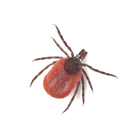 Are Ticks Common In Dogs