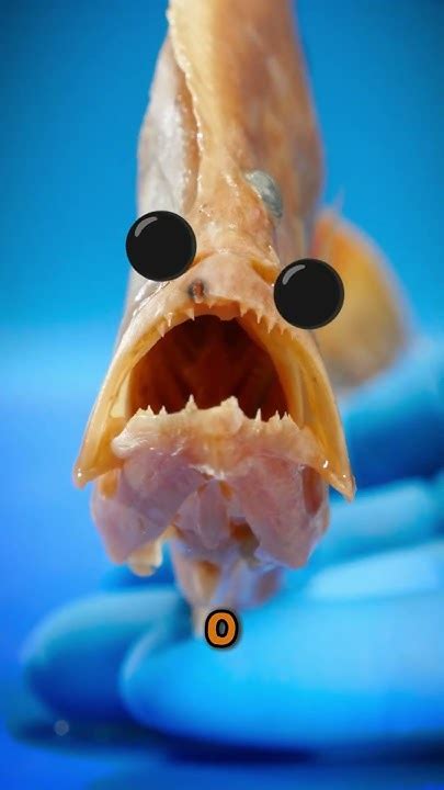 Peixe Com Dois Olhos Do Mesmo Lado