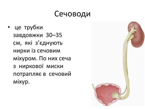 Сечовидільна система людини — будова, функції, захворювання
