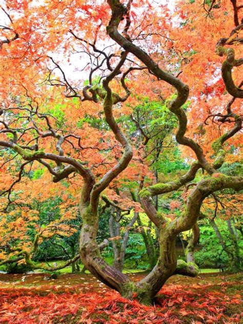 Japanese Maple Tree - Poultryabc.com