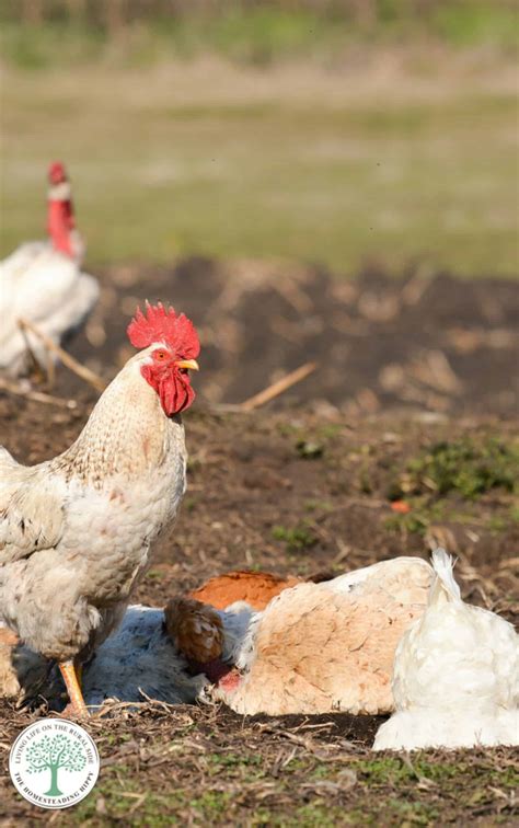 17 Endangered Chicken Breeds and How You Can Help