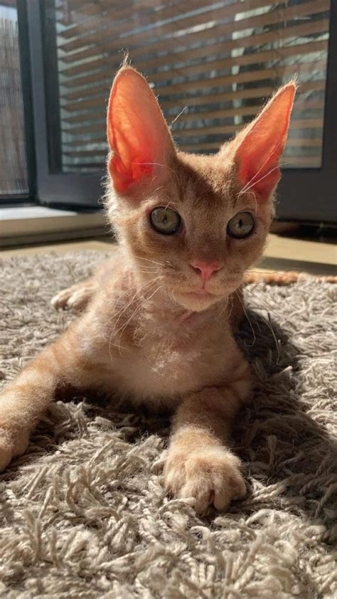 Maine Coon Cat Cross Breed at Martha Holt blog