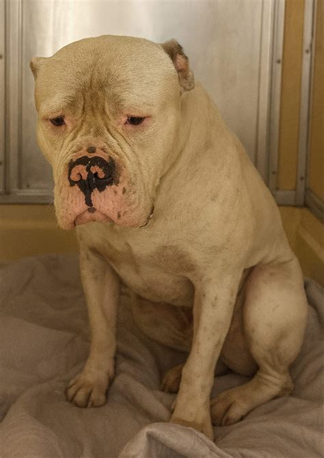 The Hidden Truth Behind The Bars Of Miami-Dade Animal Services