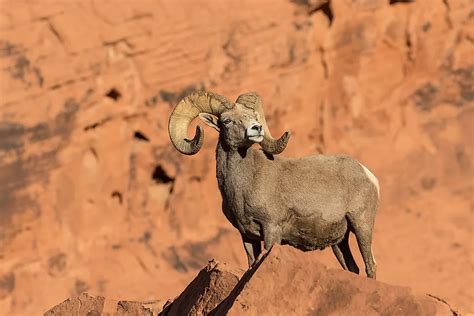 What Animals Live In Death Valley? - WorldAtlas
