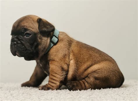 Red Sable French Bulldog