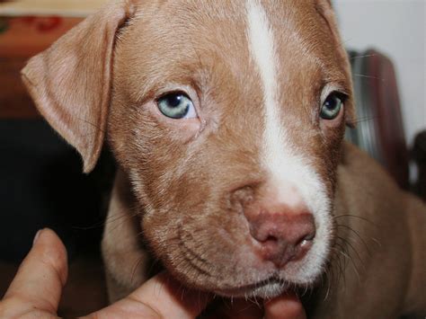 como saber  tu cachorro es  pitbull