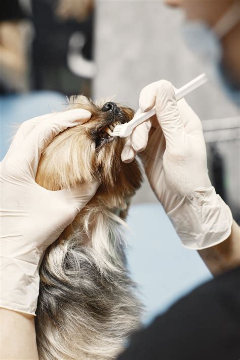 Dental Health for Our Pets! - Baron's K9
