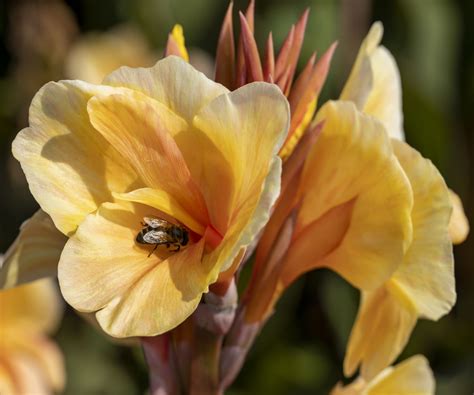 How to grow canna lilies: experts share their tips | Homes and Gardens