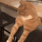 mewing cat gif mewing cat discover share gifs