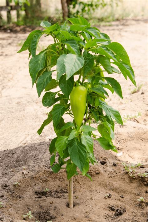 Pepper Cultivation Background Images, HD Pictures and Wallpaper For