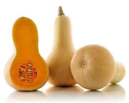 butternut – Lex
