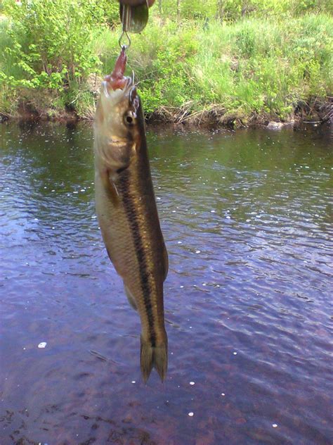 3" creek chub : r/MicroFishing