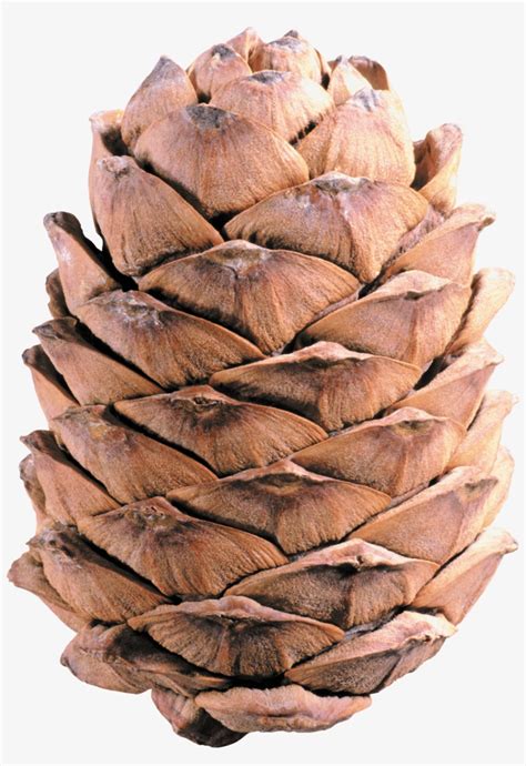 Download - Шишка Png PNG Image | Transparent PNG Free Download on SeekPNG