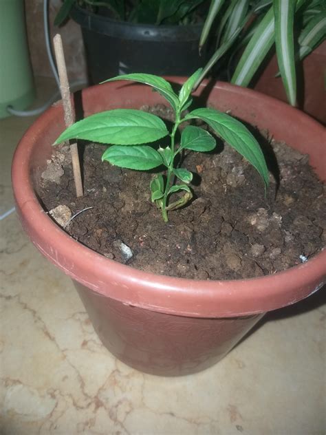 nectarine seed grow a garden 2