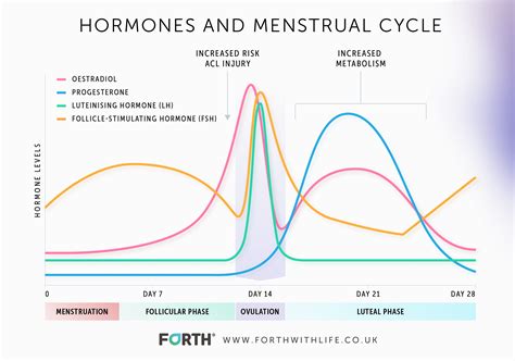 What Are The Normal Progesterone Levels In Women?