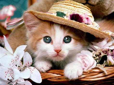 Immagini Per Desktop Animali