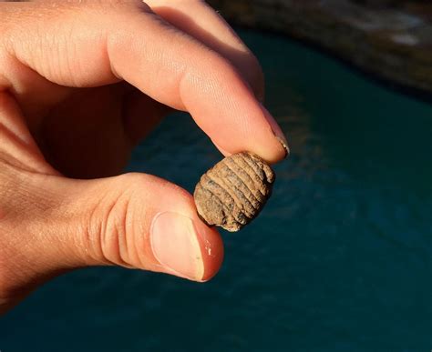 Shark Coprolite - Member Collections - The Fossil Forum