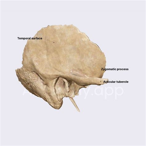 squamous part  temporal bone skull head  neck anatomyapp