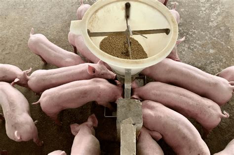 Pig Herd Health Requires a Balanced Approach | Novus International, Inc.