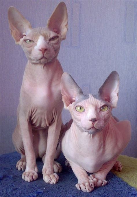 Картинки лысых котов