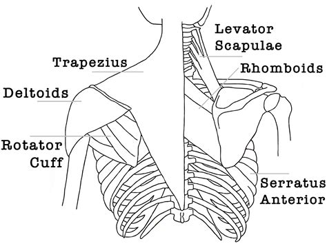 anatomie van de schouders oefeningen lienekes yoga academy