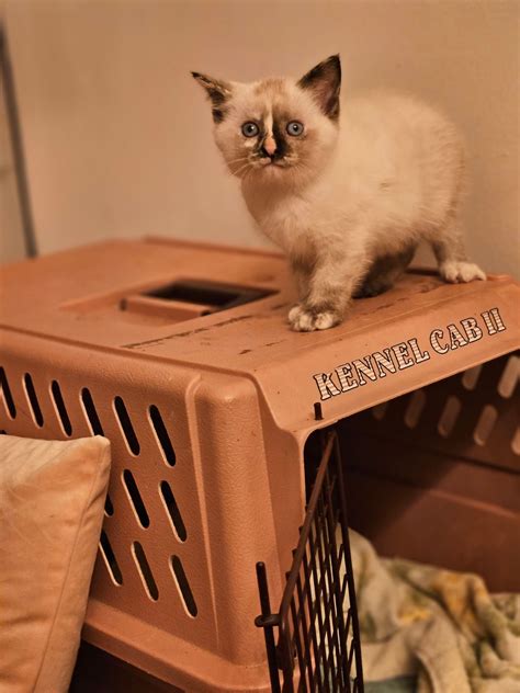Meet Margo!. She's a 6 week old foster kitten and this was her first
