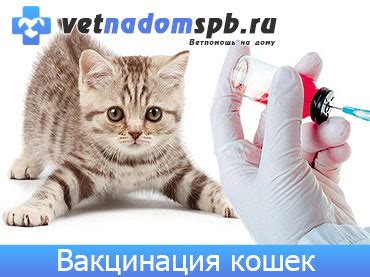 Вакцинация кошек - на дому, низкие цены | Спб