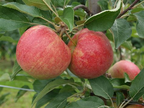 elstar • Obst- und Weinhof Aichinger