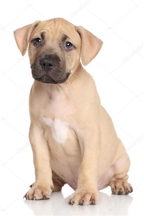 Amstaff puppy — Stock Photo © FotoJagodka #77261668