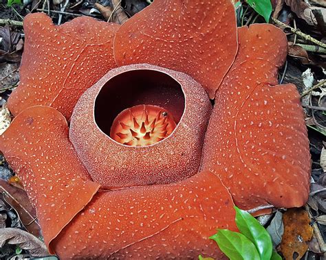 Philippines research offers hope for conserving enigmatic Rafflesia plants
