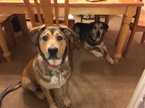 Beagle German Shepherd Husky Mix