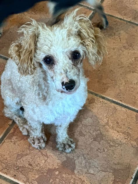 Dog for Adoption - Poodle Parade ~ Flash, a Poodle (unknown type) in Ashley, OH | Alpha Paw