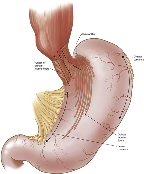 General Anatomy of the Esophagus - Thoracic Surgery Clinics
