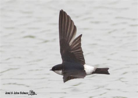 John's Hong Kong Birding: Asian House Martin (Delichon dasypus)