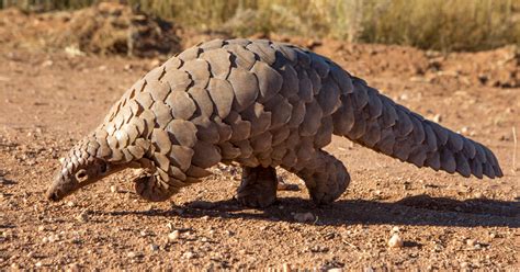 What is a pangolin and why are they endangered? | IFAW