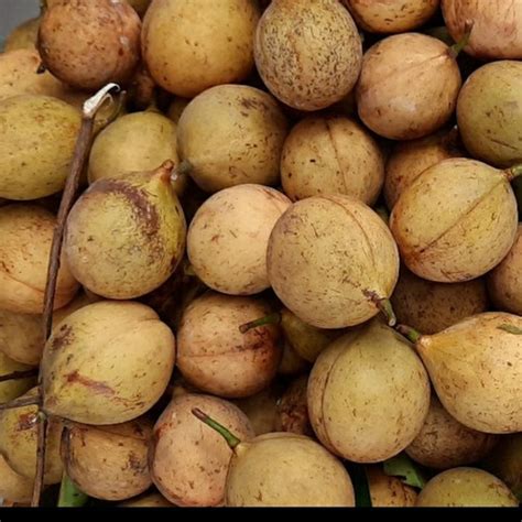 Jual buah pala segar - buah pohon pala 1kg - Kab. Pangandaran - razka ...