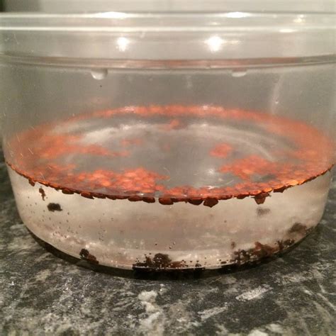 Alder Tree Seeds: Inferential Validation - Ha Ha, Kind Of